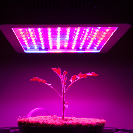 LED augu audzēšanas lampas