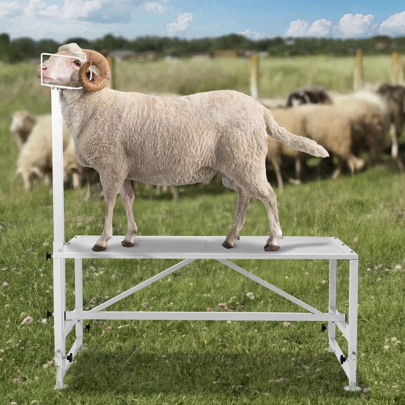 VEVOR kazu un aitu stends 120 × 58 cm, metāla stends slaukšanai un cirpšanai, regulējams augstums 53–84 cm, ar galvas fiksatoru un purna cilpu, nestspēja 226 kg, balts