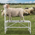 VEVOR kazu un aitu stends 120 × 58 cm, metāla stends slaukšanai un cirpšanai, regulējams augstums 53–84 cm, ar galvas fiksatoru un purna cilpu, nestspēja 226 kg, balts