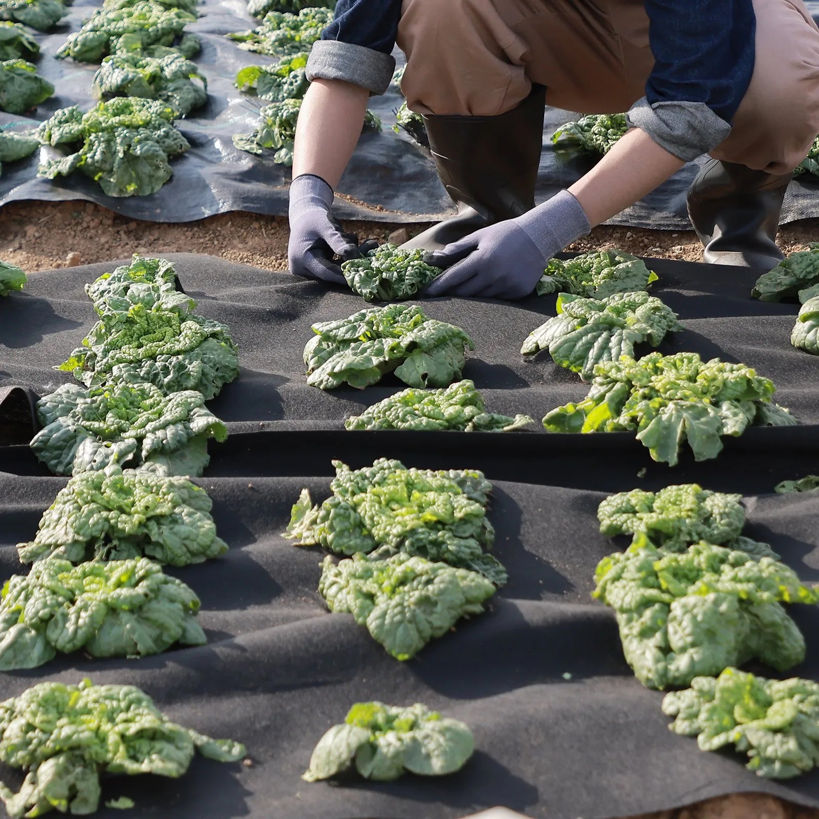 VEVOR neausts ģeotekstila audums zem grants 1,2 x 30,5 m, 226,8 g/m² piebraucamā ceļa un ainavu audums, izturīga nezāļu barjeras plēve, augsnes seguma audums nezāļu kontrolei un franču drenām, melns