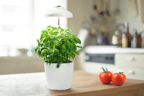 Светодиодный светильник для растений LEDVANCE 5W(235Lm), IP20, белый, теплый белый свет 3400K